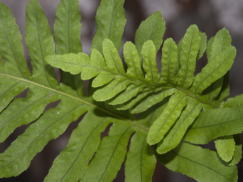 Polypodium cambricum cambricum.07