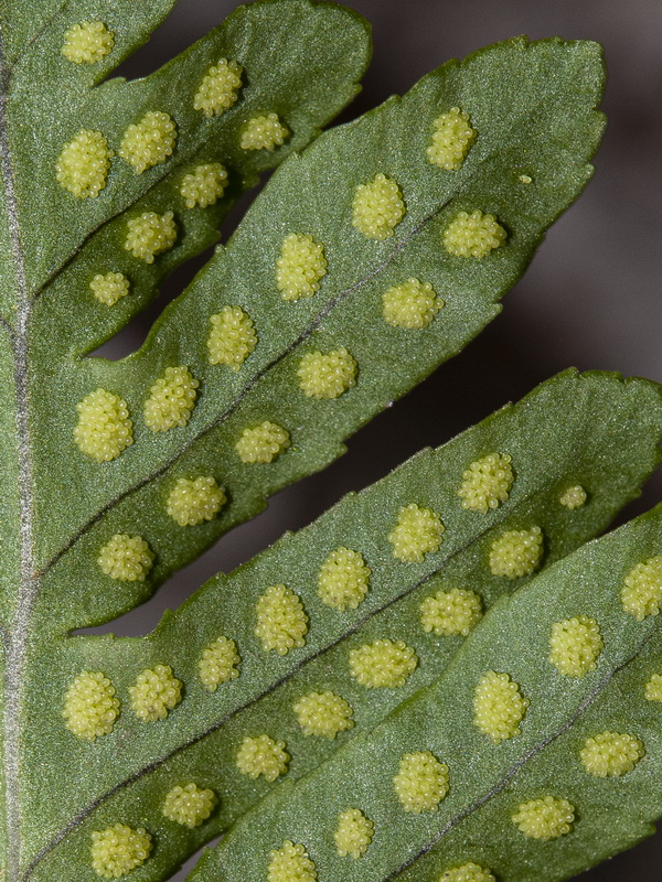 Polypodium cambricum cambricum.10