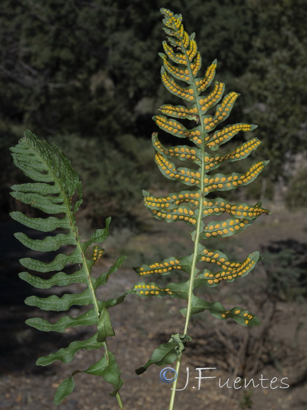Polypodium interjectum.01