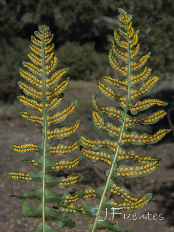 Polypodium interjectum.02