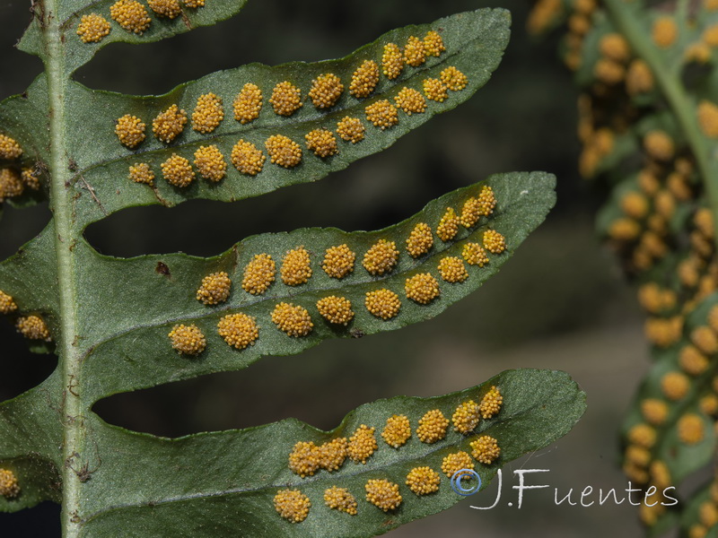 Polypodium interjectum.03