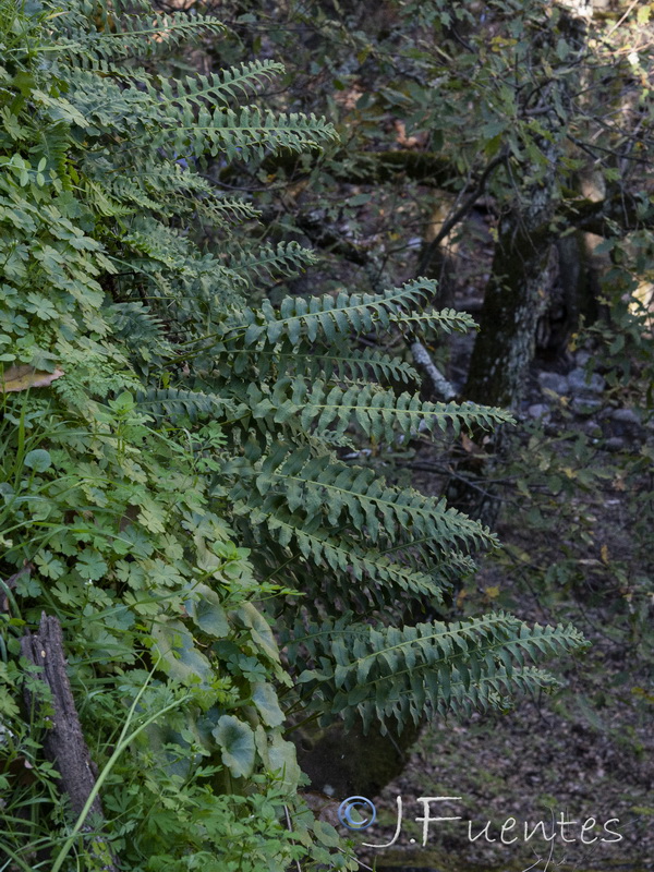 Polypodium interjectum.05