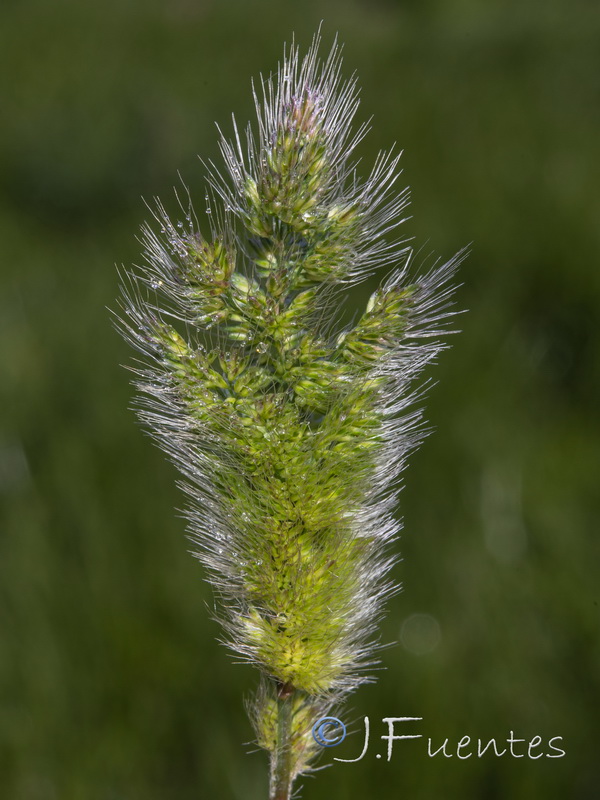 Polypodium monspeliensis.02