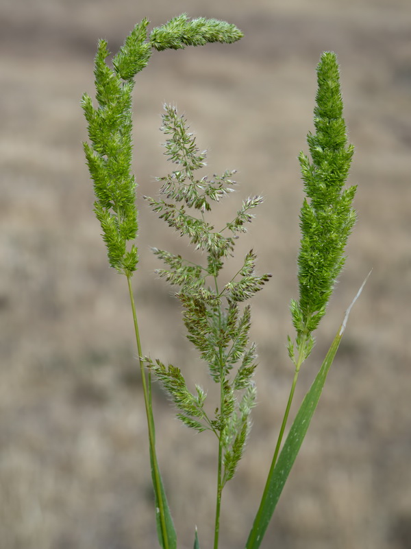 Polypodium monspeliensis.09