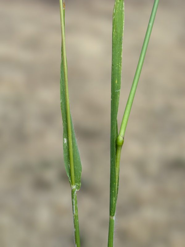 Polypodium monspeliensis.10