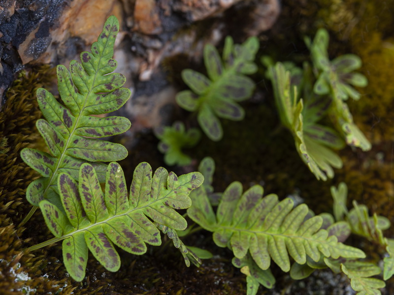 Polypodium vulgare.02