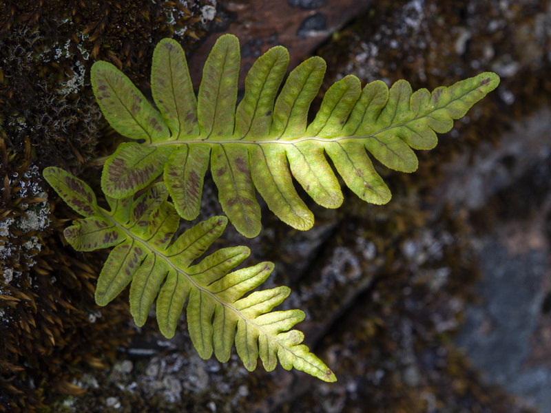 Polypodium vulgare.03
