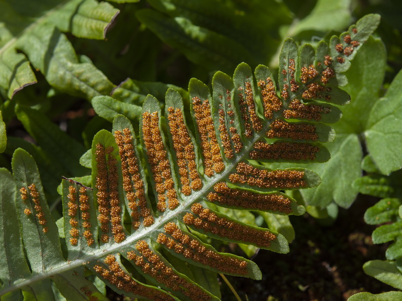 Polypodium vulgare.05