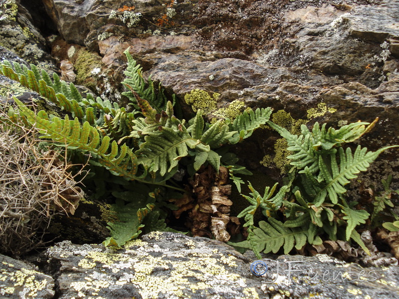 Polypodium vulgare.07