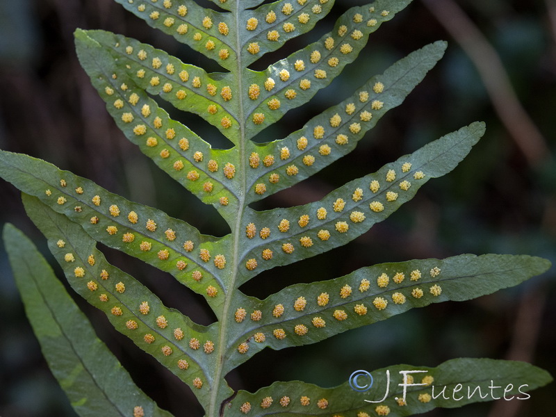 Polypodium vulgare.10