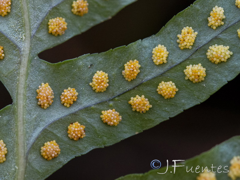 Polypodium vulgare.11