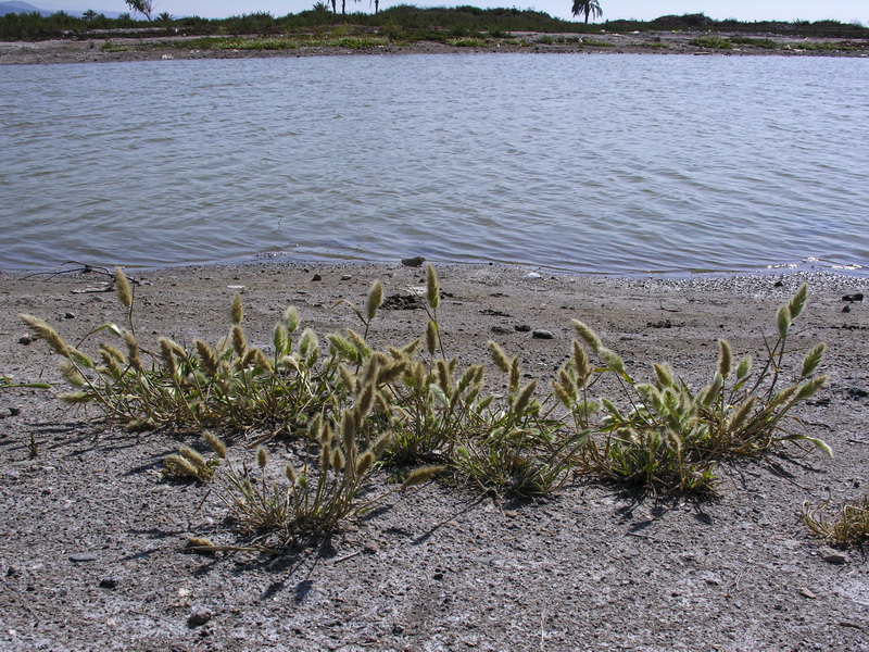 Polypogon maritimus maritimus.01