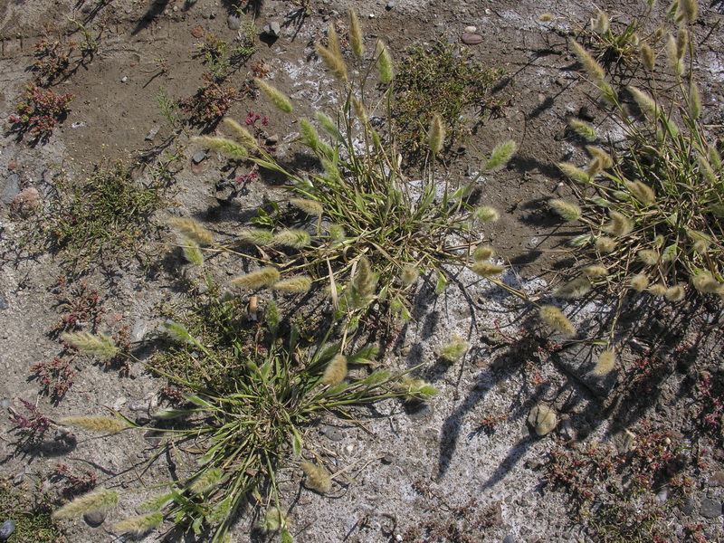 Polypogon maritimus maritimus.02