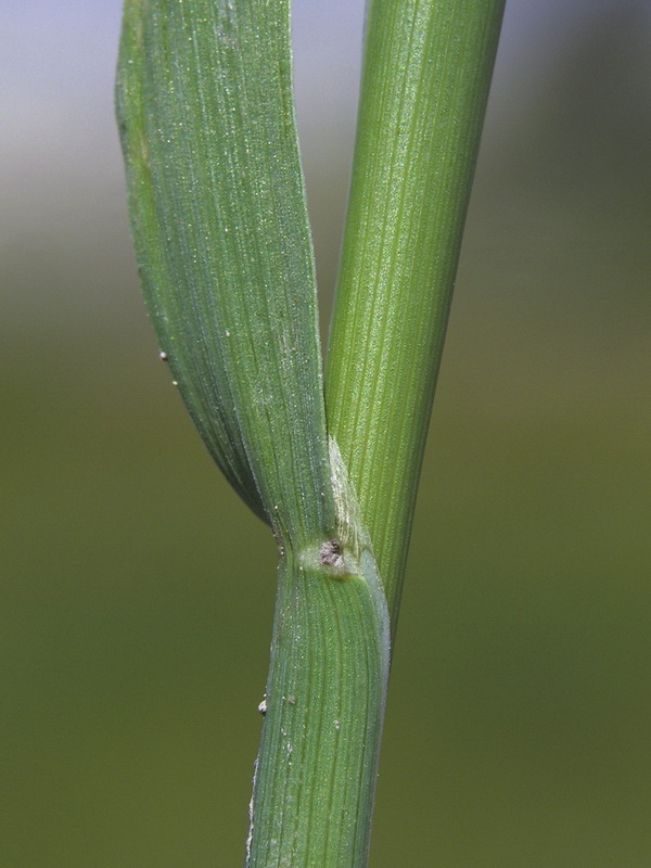 Polypogon maritimus maritimus.04