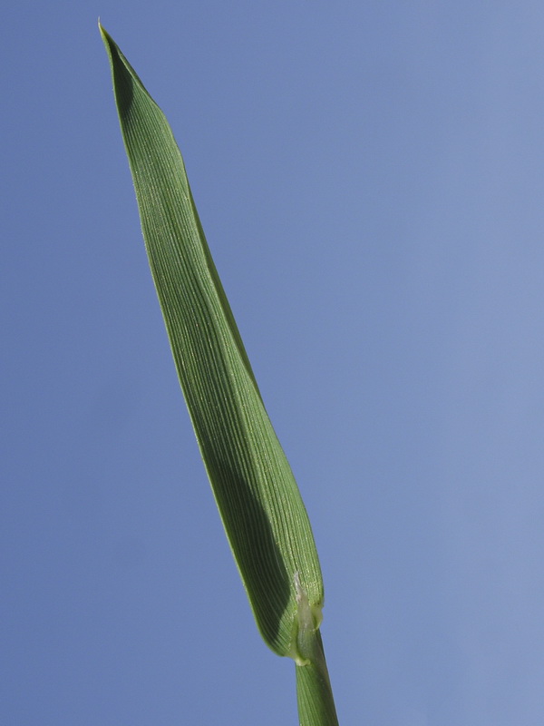 Polypogon maritimus maritimus.05