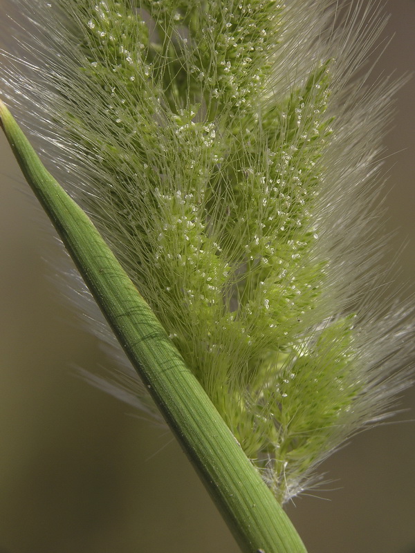 Polypogon maritimus maritimus.10