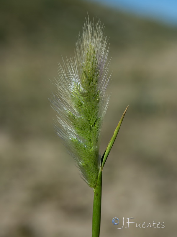 Polypogon maritimus maritimus.12