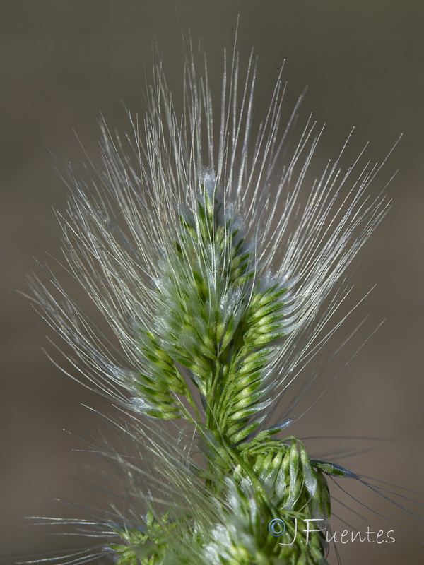 Polypogon maritimus maritimus.13
