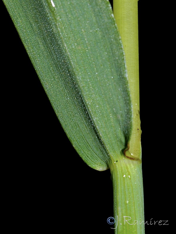 Polypogon viridis.02
