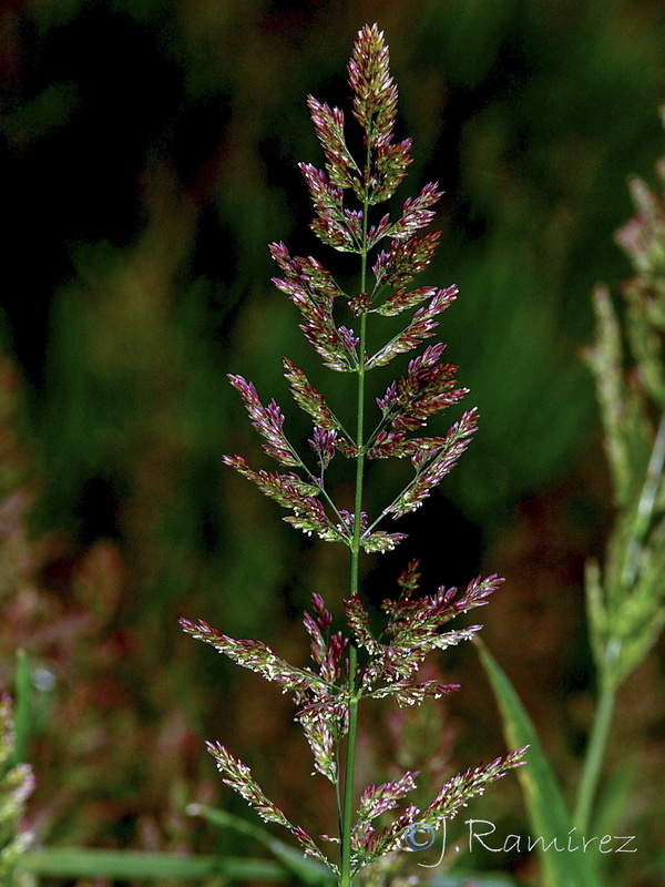 Polypogon viridis.03
