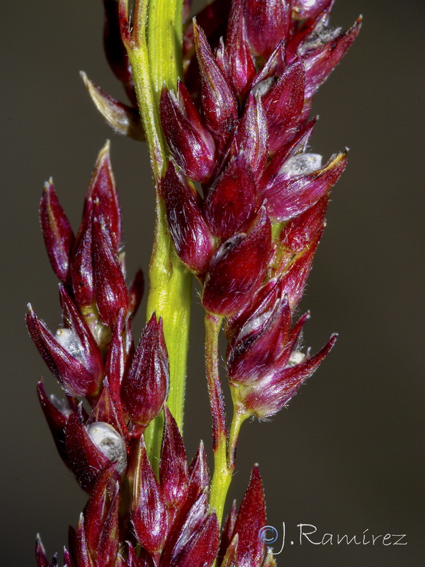 Polypogon viridis.04