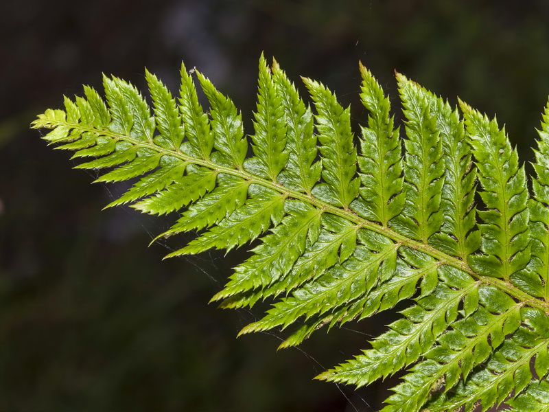 Polystichum aculeatum.03