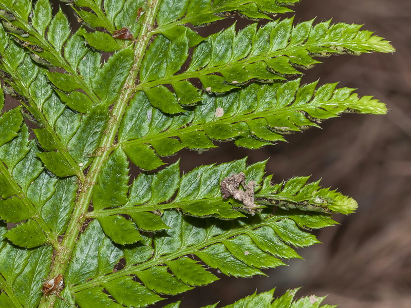 Polystichum aculeatum.04