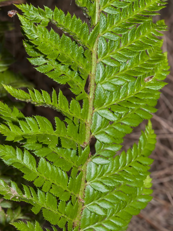 Polystichum aculeatum.05