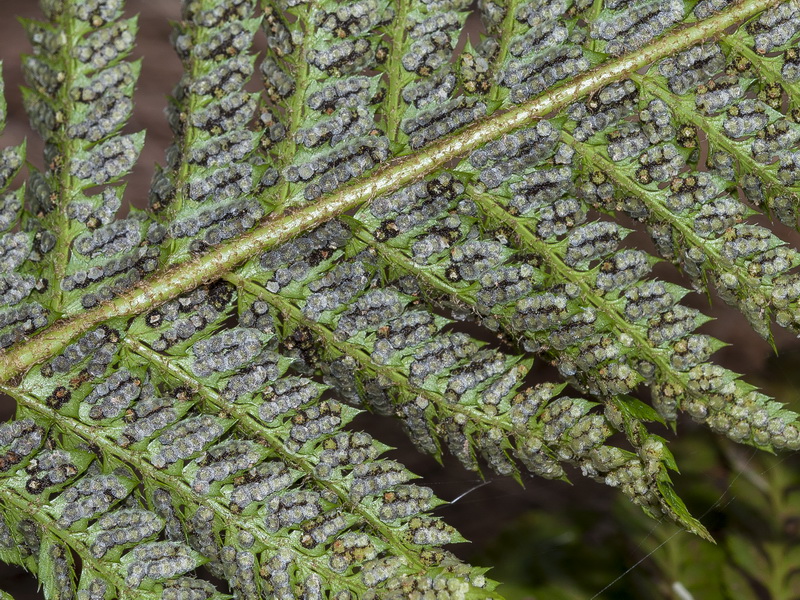 Polystichum aculeatum.06