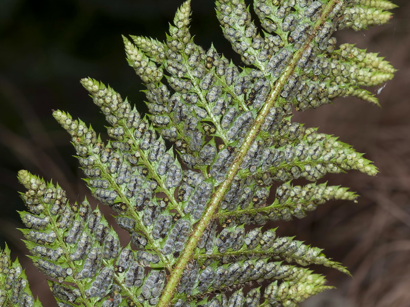 Polystichum aculeatum.07