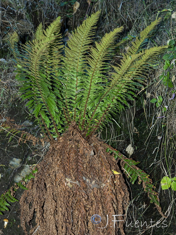 Polystichum aculeatum.02