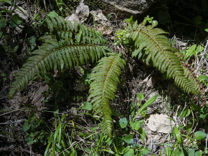 Polystichum aculeatum.11