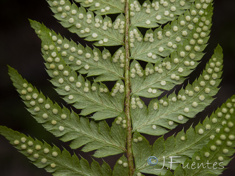 Polystichum aculeatum.16