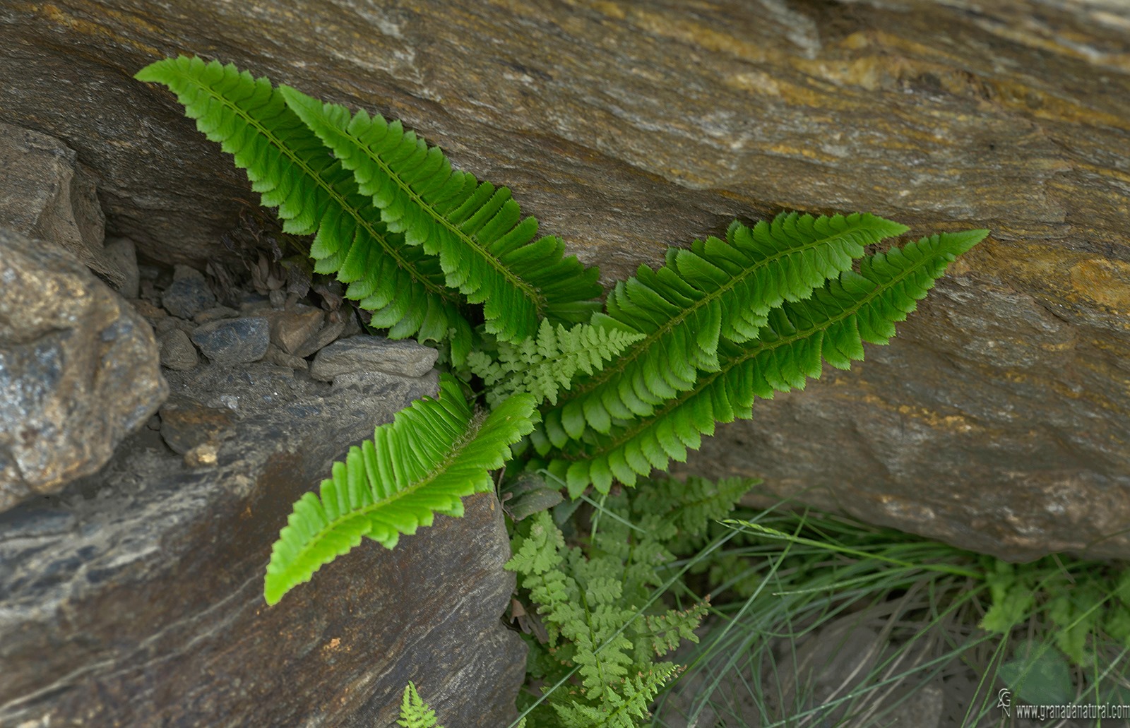 Polystichum lonchitis