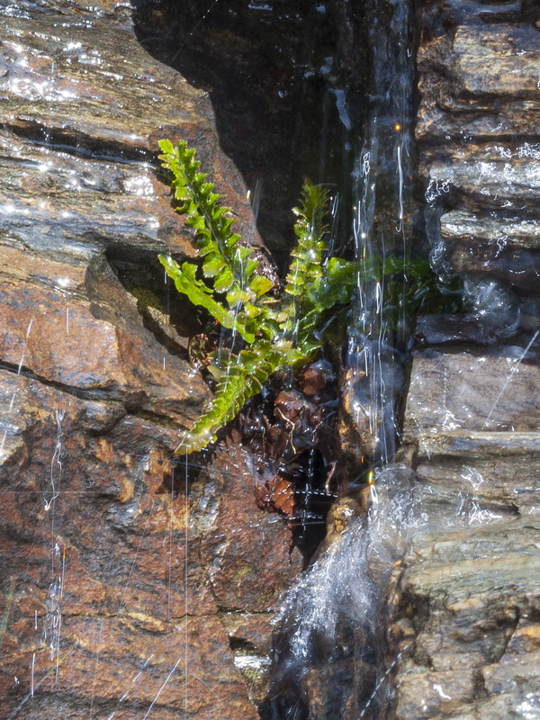 Polystichum lonchitis.01