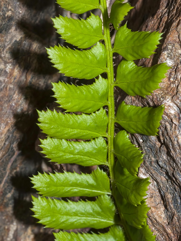 Polystichum lonchitis.04