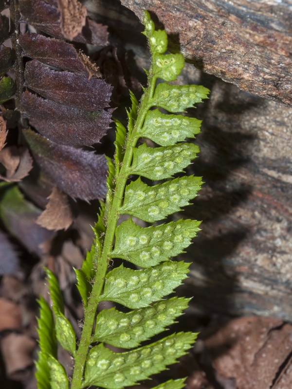 Polystichum lonchitis.05