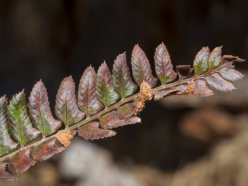 Polystichum lonchitis.06