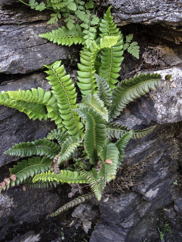 Polystichum lonchitis.09