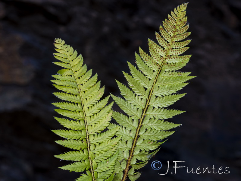 Polystichum lonchitis.02