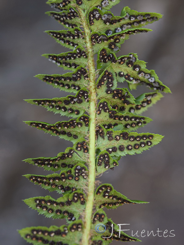 Polystichum lonchitis.19