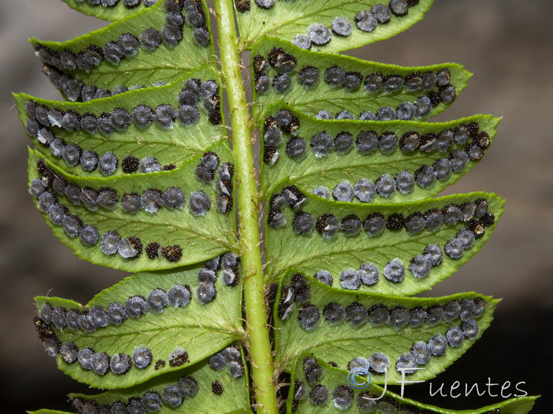 Polystichum lonchitis.21