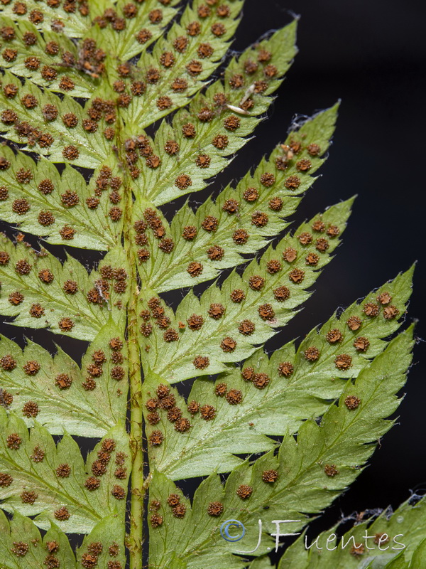 Polystichum lonchitis.08