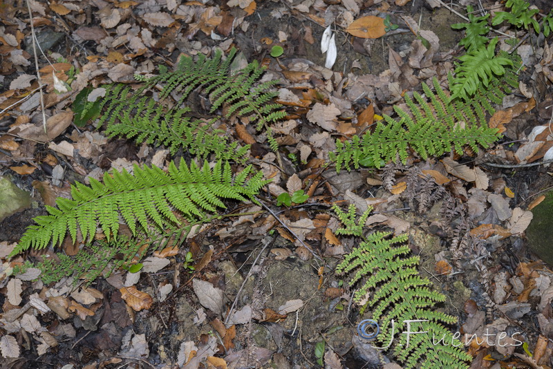 Polystichum setiferum.01