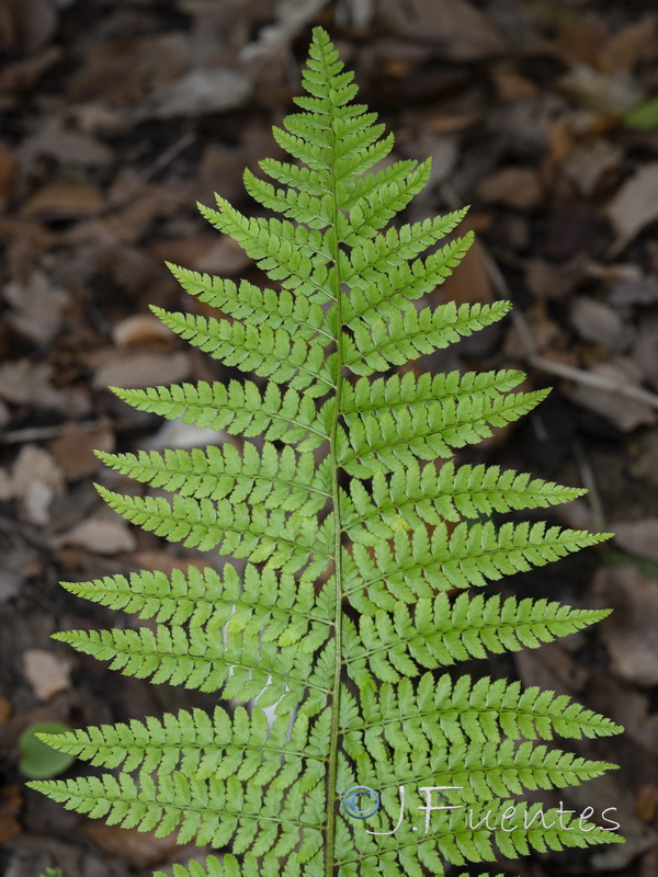 Polystichum setiferum.02