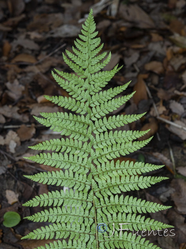 Polystichum setiferum.03