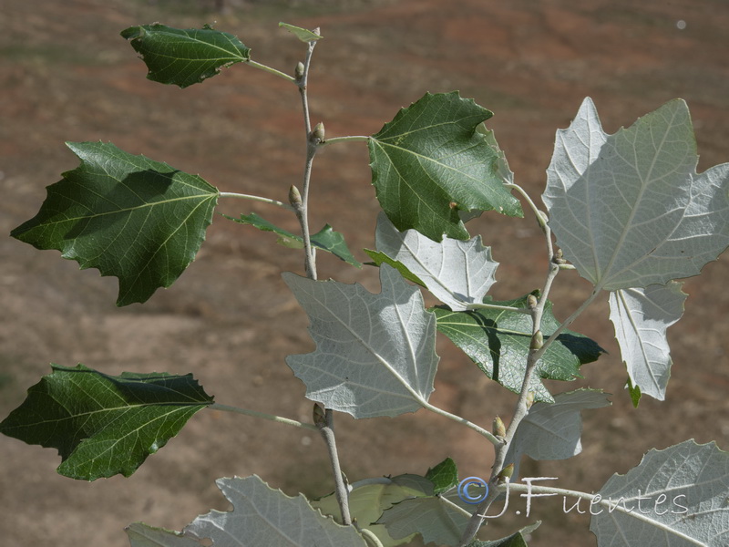 Populus alba.01