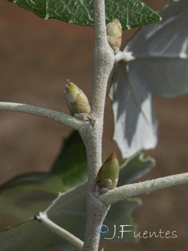 Populus alba.02