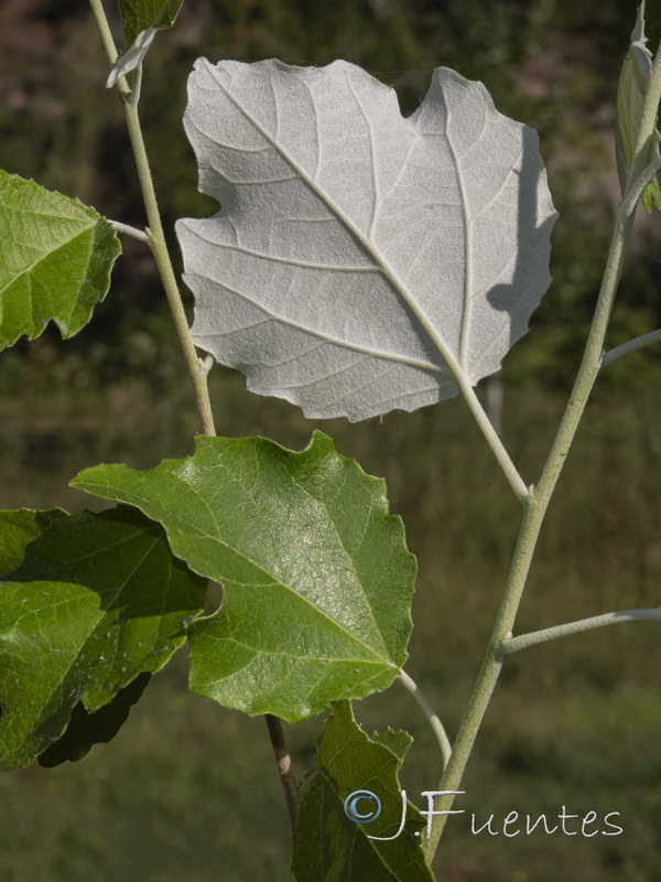 Populus alba.03