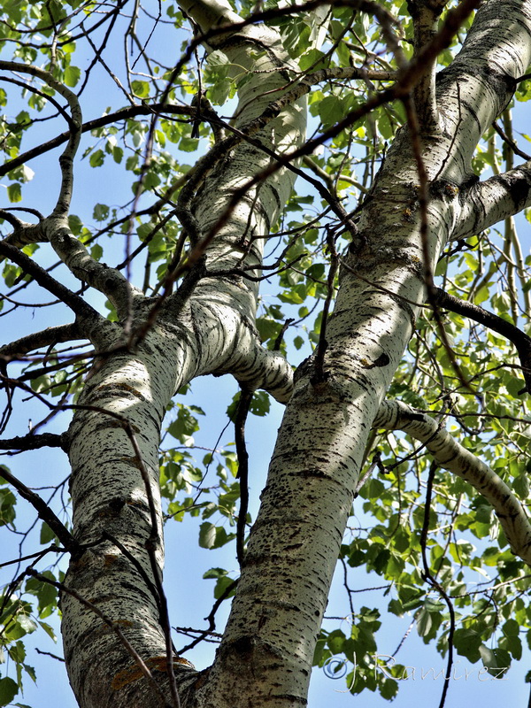 Populus alba.05